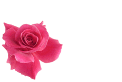 invitation card template with roses