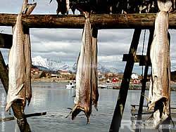 stockfish hanging near the sea