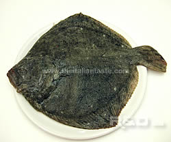 turbot