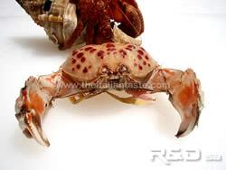 crab caught in Ionian Sea