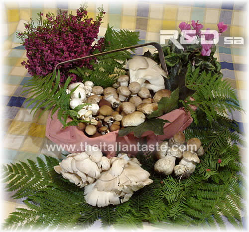 funghi assortiti di autunno su vegetazione tipica di questa stagione e del bosco cioè felci, ciclamini e erica  - i funghi sono porcini, pleorotus, cremini, champignon, chiodini 